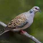 Обыкновенная горлица / Streptopelia turtur