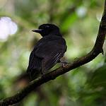 Bare-necked Umbrellabird / Cephalopterus glabricollis
