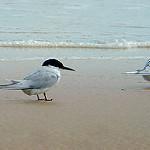 Damara Tern / Sternula balaenarum