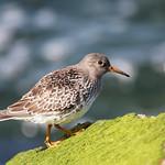 Морской песочник / Calidris maritima