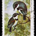 Margaret's Batis / Batis margaritae