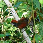 Pinto's Spinetail / Synallaxis infuscata