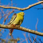 Мадагаскарский зелёный голубь / Treron australis