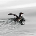 Peruvian Diving Petrel / Pelecanoides garnotii
