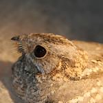 Нубийский козодой / Caprimulgus nubicus