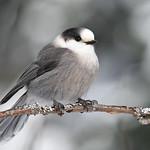 Канадская кукша / Perisoreus canadensis