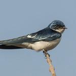Pied-winged Swallow / Hirundo leucosoma