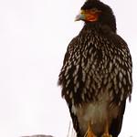 Carunculated Caracara / Phalcoboenus carunculatus