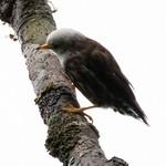 Папуанская сителла / Daphoenositta papuensis