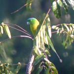 Желтогрудый ракетохвост / Prioniturus flavicans