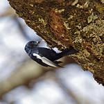 Белокрылая синица / Melaniparus leucomelas