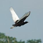Bengal Florican / Houbaropsis bengalensis