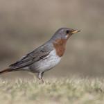 Red-throated Thrush / Turdus ruficollis