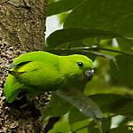 Гуайяберо / Bolbopsittacus lunulatus