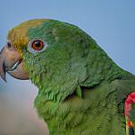 Желтошапочный амазон / Amazona ochrocephala