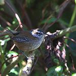 Timberline Wren / Thryorchilus browni
