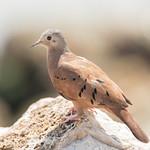 Коричневая земляная горлица / Columbina talpacoti