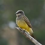 Cassin's Kingbird / Tyrannus vociferans