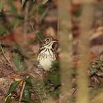 Alta Floresta Antpitta / Hylopezus whittakeri