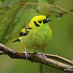 Emerald Tanager / Tangara florida