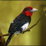 Brown-breasted Barbet / Pogonornis melanopterus