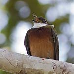 Златошапочный манакин / Heterocercus flavivertex