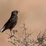 Oenanthe warriae