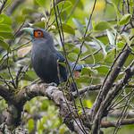 Chestnut-bellied Malkoha / Phaenicophaeus sumatranus