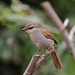 Рыжехвостая пальмара / Cichladusa ruficauda