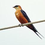 Сенегальская ласточка / Cecropis senegalensis