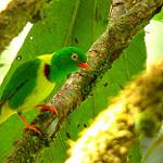 Yellow-collared Chlorophonia / Chlorophonia flavirostris