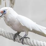 Western Corella / Cacatua pastinator