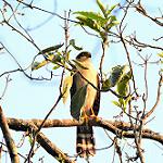 Buckley's Forest Falcon / Micrastur buckleyi