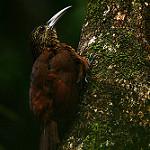 Светлоклювый древолаз / Xiphorhynchus flavigaster