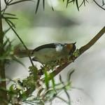 Рыжегорлый апалис / Apalis porphyrolaema