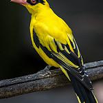 Золотистая иволга / Oriolus auratus