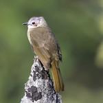 Bare-faced Bulbul / Nok hualon