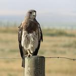 Свенсонов канюк / Buteo swainsoni