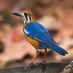 Orange-headed Thrush / Geokichla citrina