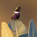 Hyacinth Visorbearer / Augastes scutatus