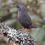 Эльфийский тапакуло / Scytalopus altirostris