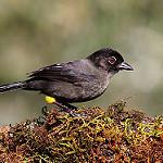 Овсянковые / Emberizidae фото