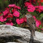 фото