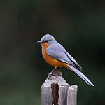 Серебристая мухоловка / Empidornis semipartitus