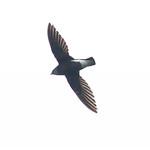 Silver-backed Needletail / Hirundapus cochinchinensis