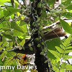 Makira Honeyeater / Meliarchus sclateri