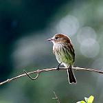 Ржавчатая курэта / Myiophobus fasciatus