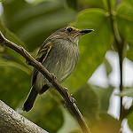 Rusty-fronted Tody-Flycatcher / Poecilotriccus latirostris