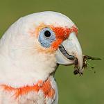 Long-billed Corella / Cacatua tenuirostris