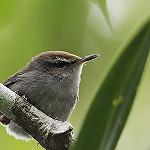 Фиджийская широкохвостка / Horornis ruficapilla